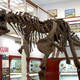 Image for article titled Carnotaurus had the most ridiculously weak dinosaur arms ever